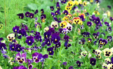 Fototapeta premium Blue and pansy viola flowers in beautiful flowerbed. Spring and summer nature vintage background in daylight outdoors