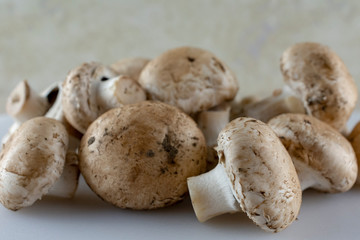 Group of mushrooms up close.  White foreground.