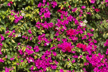 wall of pink flowers and leaves