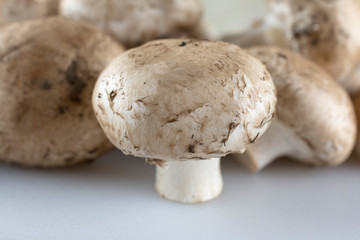 Close up view of mushroom with rest of group blurred in the background.  White foreground.
