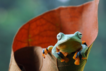 Naklejka premium flying frog, dumpy frog, frogs,