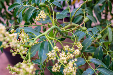 Brazilian caja plant