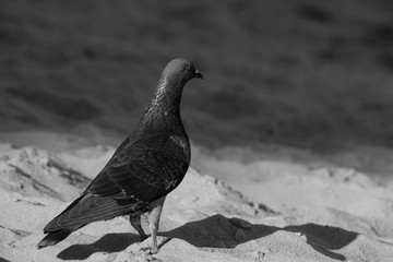pigeon