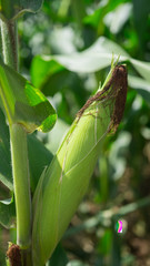 Full-growth maize plants 