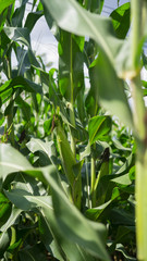 Full-growth maize plants 