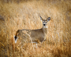 deer i a field