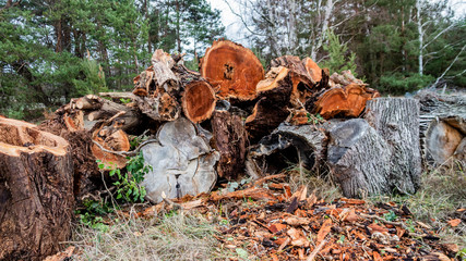 a stack of cut down trees