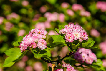 Blossoming branches of the hawthorn tree on spring