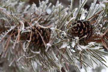 Frosted Cones