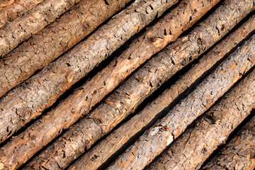 Pine wood