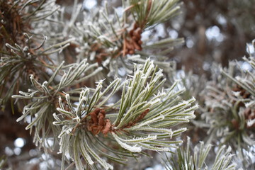 Frosted Needles 