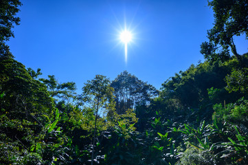 diciduous forest in sunny day clear blue sky . so hot