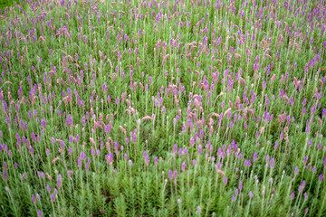 Field of fresh lavender plants