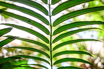 Obraz na płótnie Canvas Fern close up , back leaf , you can see spores