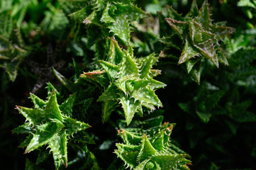 small aloe vera closeup