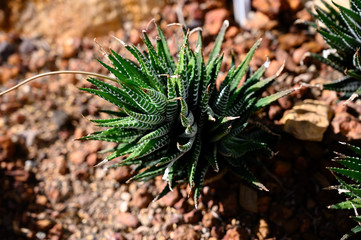Naklejka na ściany i meble Haworthia limifolia cactus close up , zebra cactus