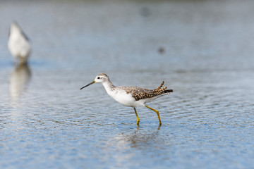 コアオアシシギ(Marsh Sandpiper)