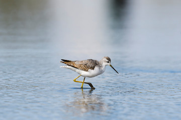 コアオアシシギ(Marsh Sandpiper)