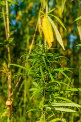Closeup of green medical cannabis plant