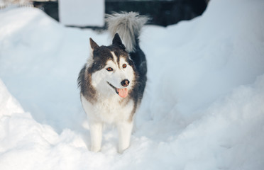 Fototapeta premium portrait of siberian husky with brown eyes in winter