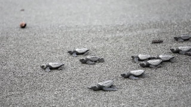 Baby sea turtles hatching on the beach in Costa Rica