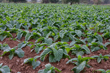 photo of tobacco farm
