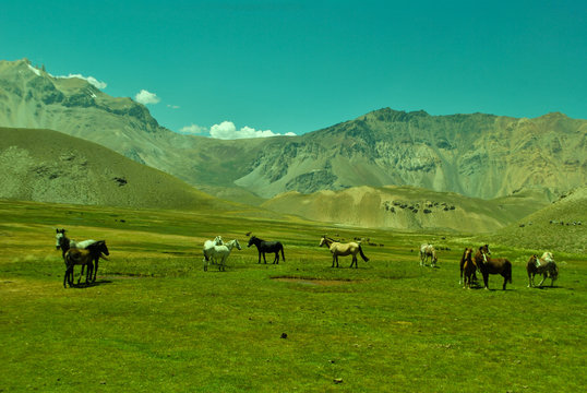 caballos en paisaje de monta&ntilde;a a contra luz