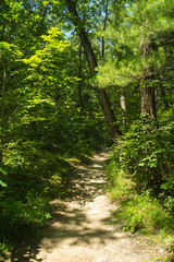 Obraz premium Dirt path through the woods on a Midwest Summer's afternoon. Starved Rock State Park, Illinois, U.S.A..