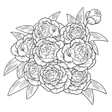 Peony flower graphic sketch black white isolated bouquet background illustration vector