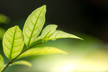 nature view of  green leaf abstract background  in garden