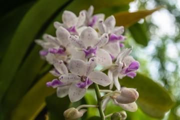 Beautiful flowers named Rhynchostylis gigantea one of orchid in the park within Ratchaburi province of Thailand