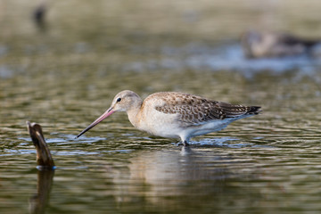 オグロシギ(Black-tailed Godwit)
