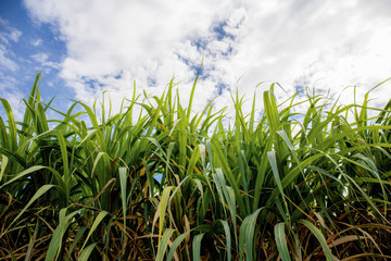 Sugarcane leaves at sky.