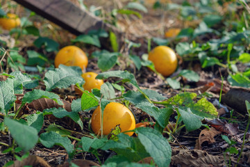 Oranges on the ground