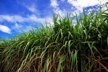 Sugarcane on field at blue sky.
