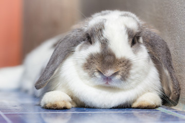 Rabbit with brown and white Lovely lying on the floor. Split on a white background.
