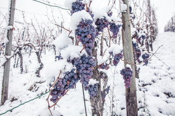 Ice wine. Wine red grapes for ice wine in winter condition and snow