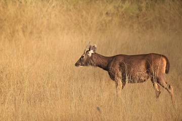 Naklejka na ściany i meble Sambar deer in open grassland
