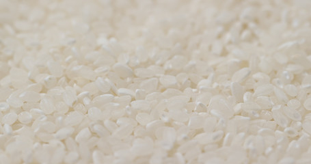 Paddy rice uncooked