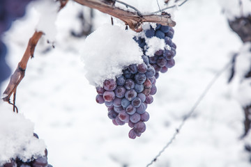 Ice wine. Wine red grapes for ice wine in winter condition and snow