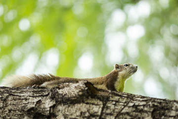 Curious brown squirrel peeking behind the tree trunk - Image