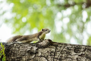 Curious brown squirrel peeking behind the tree trunk - Image