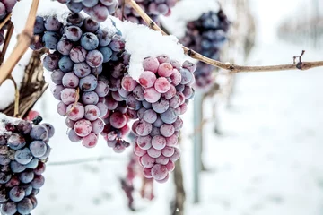 Keuken spatwand met foto Ijswijn. Wijnrode druiven voor ijswijn in winterconditie en sneeuw © karepa