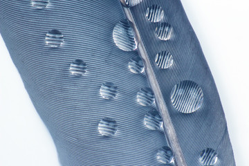 macro photography of water drops on a bird's feather
