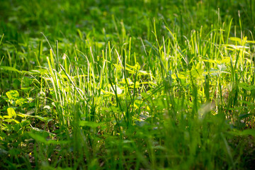 Obraz premium Green grass, texture. Spring and summer background. Element of design.