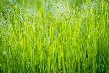 Green grass, texture. Spring and summer background. Element of design.