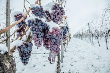 Ice wine. Wine red grapes for ice wine in winter condition and snow