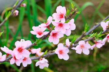 peach blossom in the greenhouses