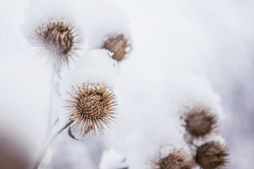 Frosty burdock grass in snowy forest, cold weather in sunny morning