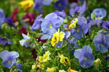Wall murals Pansies flowerbed with different flowers pansies